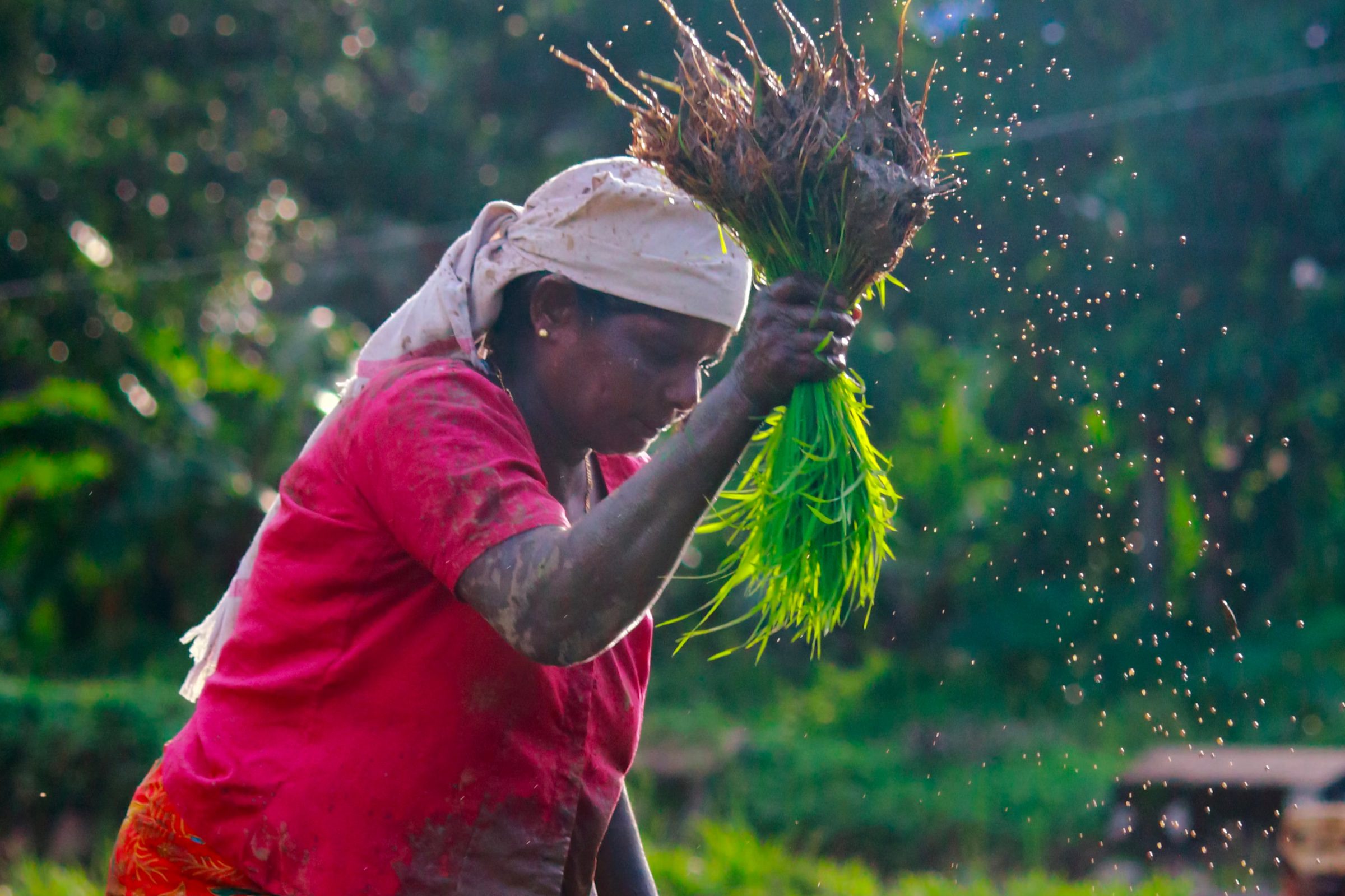 Image-Rice Farmer